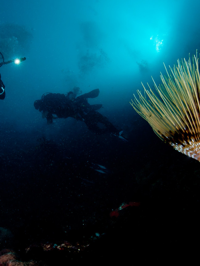 diving alle isole Tremiti